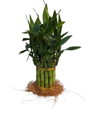 Live Lucky Bamboo, 15 Stalks, Two Tier