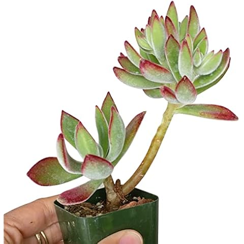 DH7 Enterprise Echeveria harmsii Ruby Slippers Furry Plush Succulent (2 inch) Cover