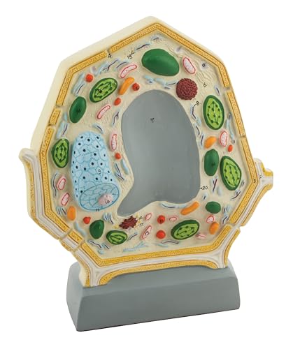 Eisco - 3D Plant Cell Model Free-Standing 10.5' x 8.5' Greatly Magnified with Labeled Organelles for Biology Education
