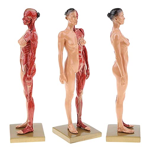 Image of BONEW 30CM Male and Female Resin Human Anatomical Anatomy Skull Head Body Model Muscle Bone Model Medical Lab Reference Model Red (Female)