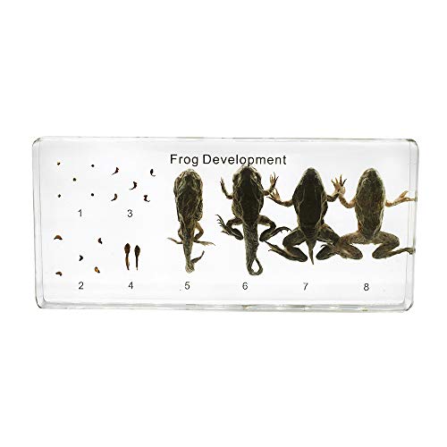 Cycle de vie d'une grenouille spécimen d'animaux éducatif pour enfants