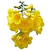 Gelbe Trompetenblume -tecoma stans- 30 Samen
