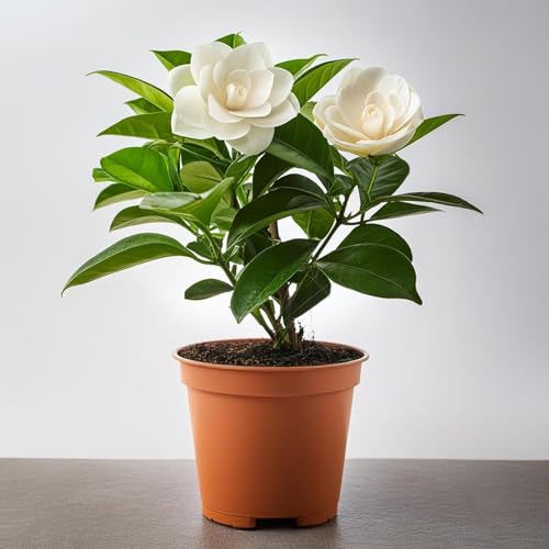Bhajanlal Greenery Gardenia/Gandharaj Live Plant - All Season Strong Fragrant Blooms Choice for gardens and Indoor spaces | Flower : White | Plant with 5 Inches Black Nursery Pot