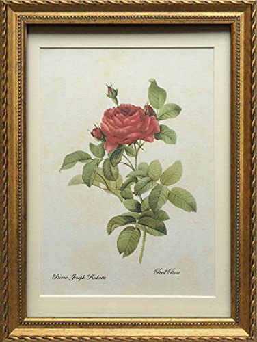 s[ pealimo CeA G A _  A  {^jJA[g sG[ W[t hD[e MTCY 4,980 34cm×25cm 3TCYV[Y Red Rose  zi ` Pierre Jos