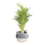HNYG - Cesta para plantas de algodón tejida con asas, cubierta para maceta/maceta, plegable, color blanco