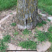 Natural Elements Weed Killer | Pet Safe thumb #2