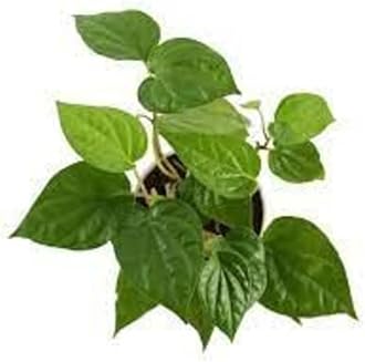Healthy Vibe new imported Rare Medicinal Betel Leaf Piper betle Magai Paan Vettilai(BETEL LEAF)