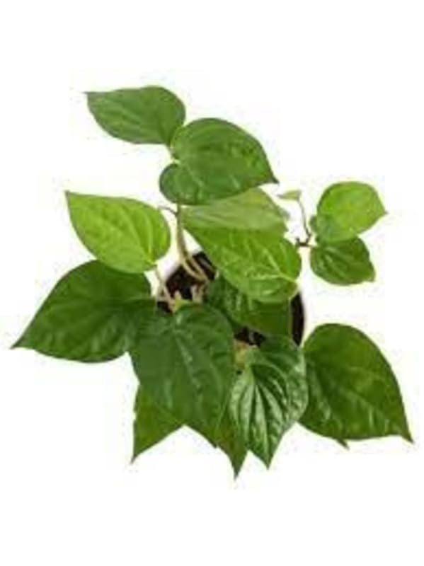 Healthy Vibe new imported Rare Medicinal Betel Leaf Piper betle Magai Paan Vettilai(BETEL LEAF)