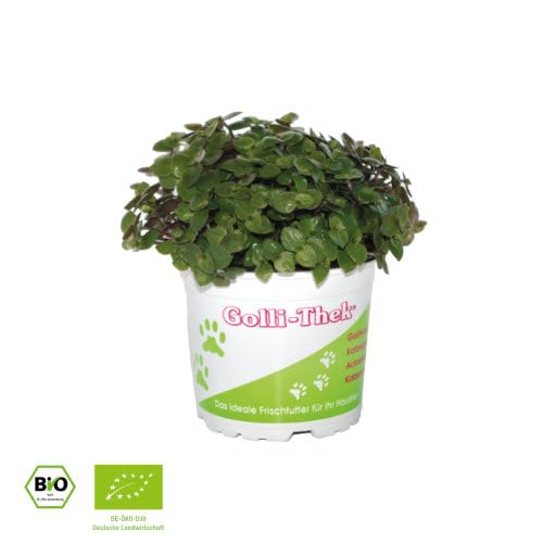 Vignette produit