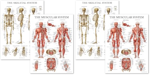 Image of Palace Learning Muscular & Skeletal System Anatomical Poster Set - LAMINATED 2 Chart Set - Human Skeleton & Muscle Anatomy - (18 inch x 24 inch) (Pack of 2)