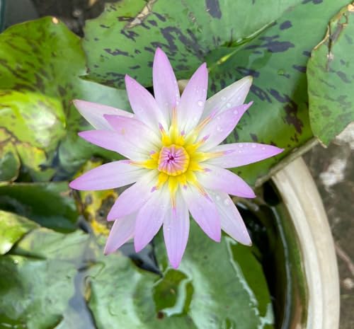 Image of Waterlily Live Plant | Indoor | Outdoor | Aquatic Plant (Light pink)