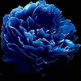 Very Rare 'Luo Yang' Dark Blue Tree Peony Flower Seeds, Professional Pack, 5 Seeds, New Variety Light up Your Garden NF736