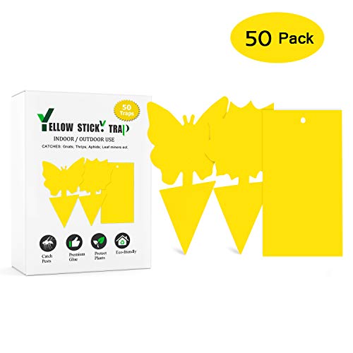 InBlue Coffee Sticky Trap Fruit Fly and Fungus Gnat Killer Bugs Catcher