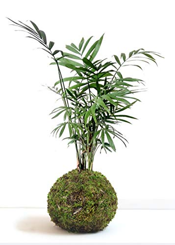 Kokedama d'Intérieur...