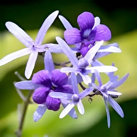 Image of Vine Cutting Rare Sandpaper /Nlimoni Lata Flower Outdoor Balcony Cllimbeing Tree Plant For Home Garden pack of 1 (Without Pot)