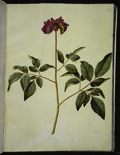 Tableau toile Paeonia Mascula affiches d'art 60x90