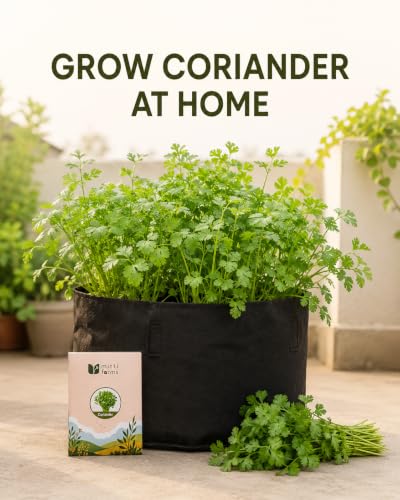 Image of Spinach, Coriander & Kasuri Methi Seeds Combo, Pack of 3