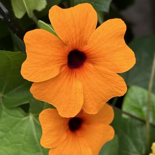 semillas de Susana de ojos negros, para decorar camas elevadas para trepadoras de jardín interior 450pcs