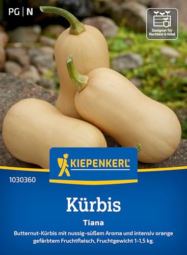 Kiepenkerl Kürbissamen Tiana 1030360 - Butternut- Kürbis - nussig- süßes Aroma - intensiv orange gefärbt - 1-1,5kg - Samen Gemüse, Saatgut, Gemüsepflanzen