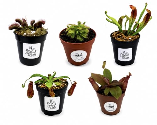 Carnivorous Plant Collection Set of 5 (Venus Flytrap, 2 Nepenthes, Sarracenia, and Spoon-leaved Sundew in 2" Pot