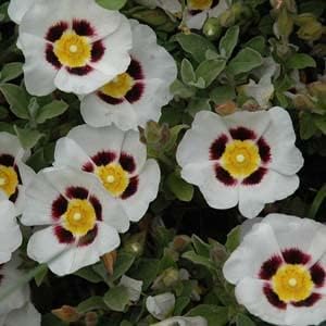 2 x Cistus Snowfire Rock Rose Plant - Evergreen Low Growing Shrub - Prolific Flowering Shrub in a 9cm Pot (2 Plants)