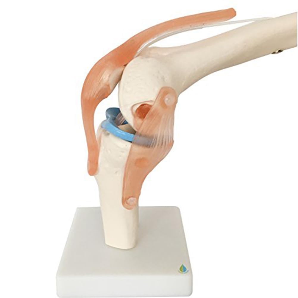 Modèle anatomique de squelette d'articulation du genou humain Modèle d'enseignement avec ligaments Taille réelle