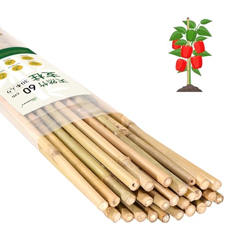Cambaverd ���| �x�� 60cm 30�{���� �V�R�|�� �g�}�g�E���ށE�L���E���E���A���p �A���x�� �ƒ�؉����� ���|�p�i