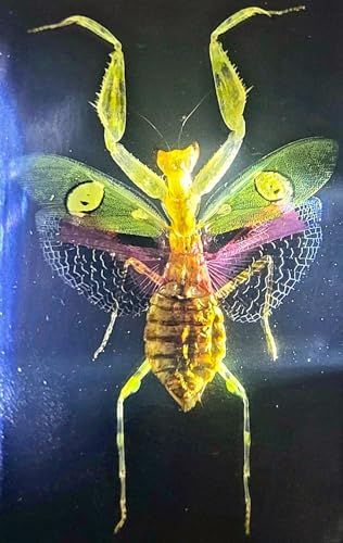 Image of 2.9 inch Real Jeweled Flower Mantis in Crystal Clear Lucite Resin Specimen Preserved Creobroter Gemmatus Insect Taxidermy Collection for Biology Science Education & Desk Ornament Display