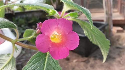 Preisvergleich Produktbild Portal Cool Achimenes 'Red Giant' 1 Tuber # 2