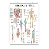 dmposter.shop Poster Anatomique du Système Nerveux, Affiche Médicale Éducative pour Spécialistes Médicaux, Enseignants, Étudiants et Physiothérapeutes (70x50 cm)