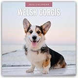 Welsh Corgis 2026 Square Wall Calendar
