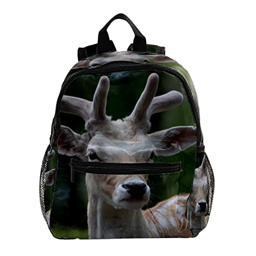 Sac à dos pour garçons et filles léger et confortable pour le dos