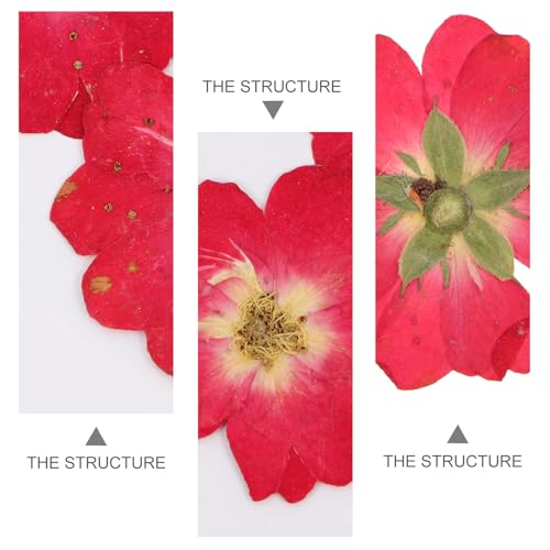Flores Secas Rojas Prensadas 12pcs para Manualidades miniatura 7
