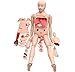 PreAsion Trauma Care Manikin Nursing Manikin Training 24 Wound Modules Multi Functional Wound Care Training Mannequin Advanced Anatomical Human Model for Teaching Life-Size