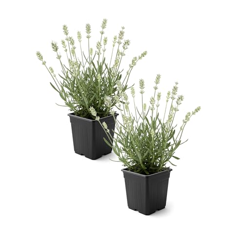 Live Lavender 2-Pack White Fragrant Sun Perennial Herb Pollinator Friendly 10 Tall 1 Qt Pot