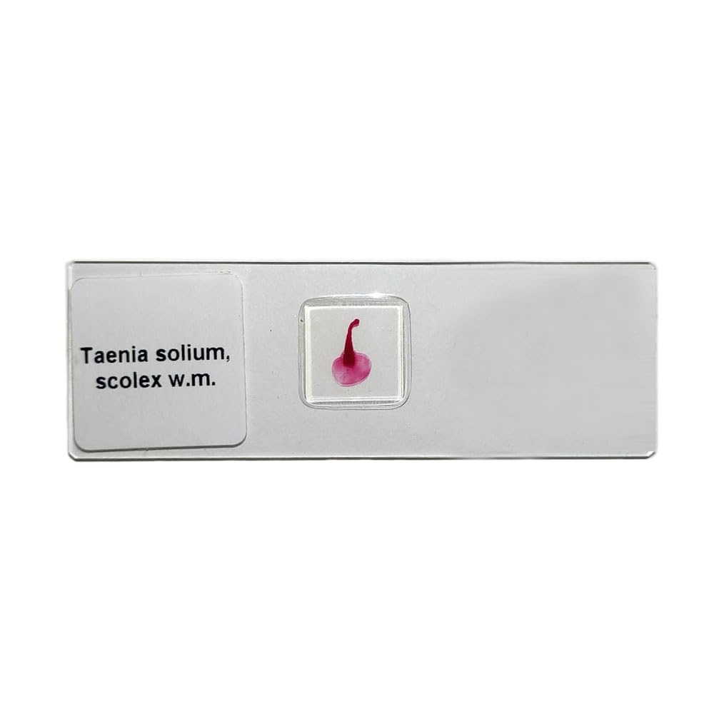 Taenia Solium Scolex w.m. Parasitology Prepared Microscope Slides