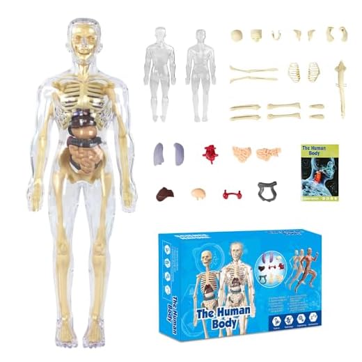 SGZIOO Anatomie Modell Human Body, 3D Skelett Anatomie Figure, Zerlegbar Körper Anatomy Model Skeleton mit Organen, Schädel, Skelett, Zerlegbar Menschliche Skelton Modell für Medizinisches Lehren