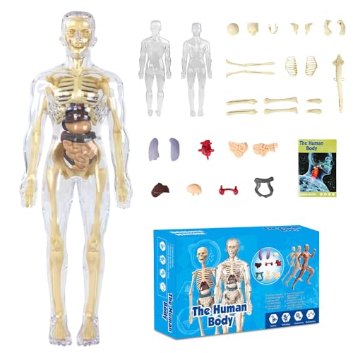 SGZIOO Cuerpo Humano Desmontable, 3d Modelo Esqueleto Humano, Modelo de Anatomía Cuerpo Humano, para Enseñanza Médica