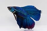 Double Tail Half Moon Betta - Assorted Color - Live Freshwater Aquarium Fish