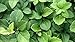 Pachysandra Terminalis Japanese Spurge Groundcover - 100 Bare Root Plants