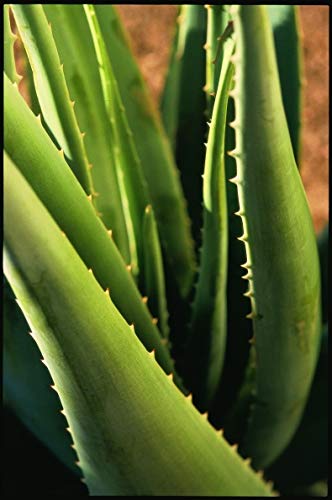 Forever Aloe Heat Lotion | Wrmende Pflegende Lotion | Hilft bei  gestressten Muskeln & leichten Verspannungen | Wertvolle Nhrstoffe: Aloe  Vera, Menthol, Eukalyptusl, Sesamoel und Aprikosenkernl : Amazon.de:  Drogerie & Krperpflege