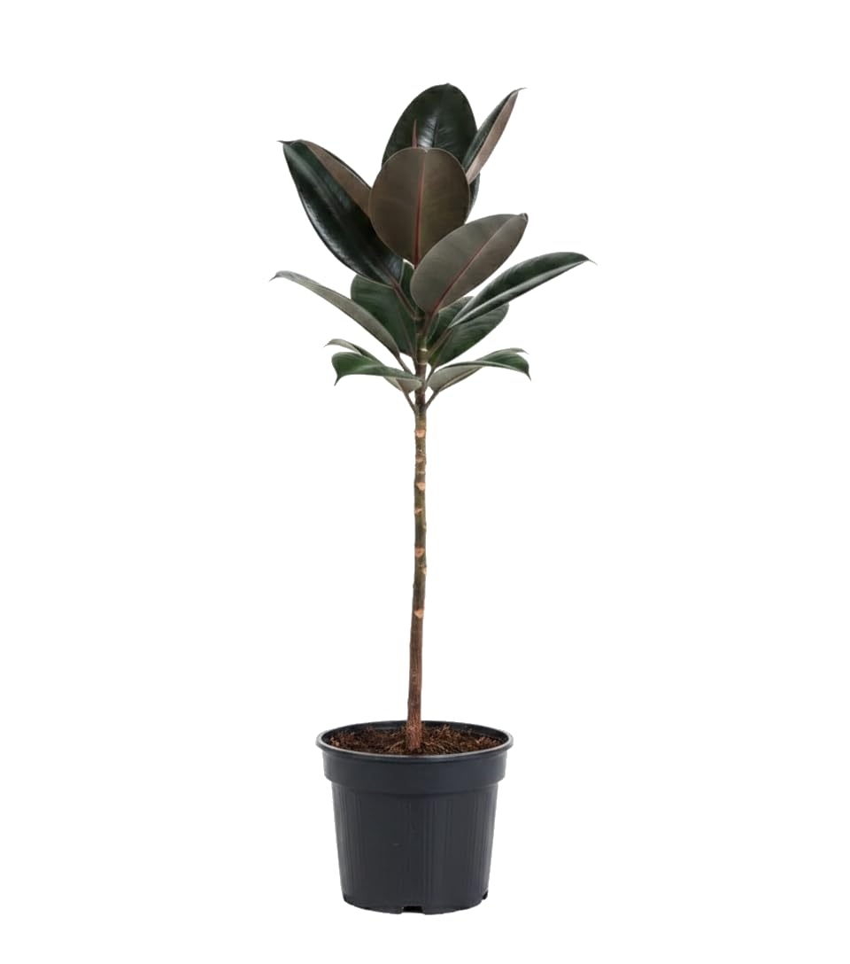 DECOALIVE Ficus Elastica Abidjan Gomero Abidjan de Interior en Maceta 17 cm Altura 55 cm para Ambientes Naturales