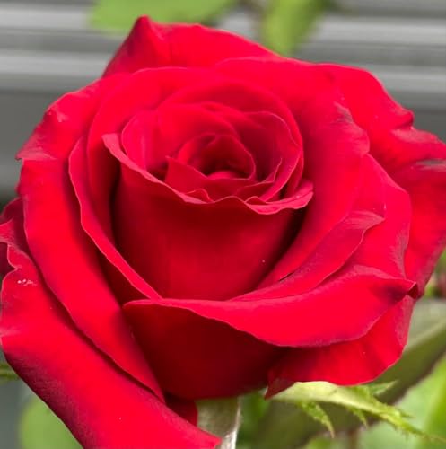�c �T�����C01 SM-11 �D�u�̍g �� �}���ؕc