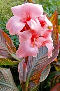 Radha Krishna Agriculture™ Flower Bulbs Canna Lily, Canna indica Imported Different Variety Flower Bulbs for Gardening (Multi-Mix, Pack of 4 Bulbs) (B098L2C192) Amazon Price History, Amazon Price Tracker