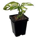 Nils der Pflanzenfreund