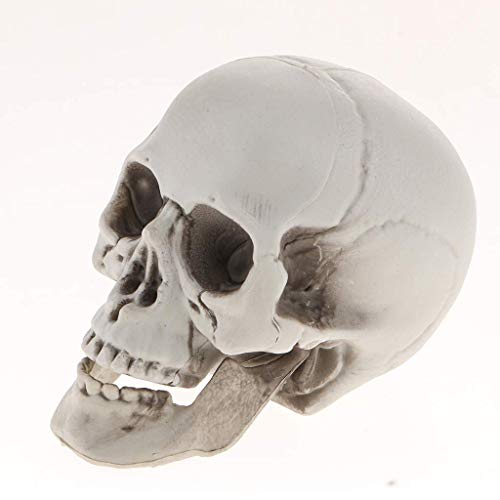 Plastic Human Head Skeleton Skull Figurines Sculpture For Halloween Home Decoration Craft Statues Collection Decor - #2 #TOP3