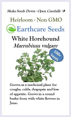 Earthcare Seeds White Horehound 100 Seeds (Marrubium vulgare) Non GMO - Heirloom - Perennial - Open Pollinated - Image 4