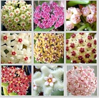 Mix : Hoya Seeds, Potted Seed, Hoya Carnosa Flower Seeds Garden Plants, Perennial Planting - 100 Seeds 20 Kinds Mixed