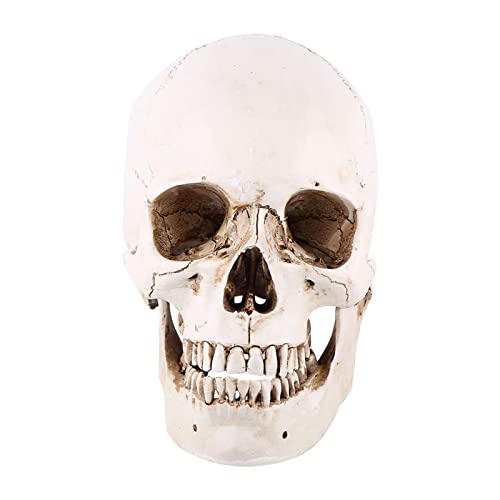 Anatomisches Schädel-Modell aus Harz,Kunstharz, Schädelmodell, Weißes Harz, 1 Stück, Weißer Kunstharz, Menschlicher Schädel, Lebensgröße, Zeichnungsmodell, Nachbildung, Zeichnung, Party-Ornament