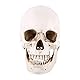 Shipenophy Hergestellt aus Harz 1: 1 Human Skull Replica Resin Model, lebensgroßer Schädel für medizinische Modelle mit Halloween-Dekor